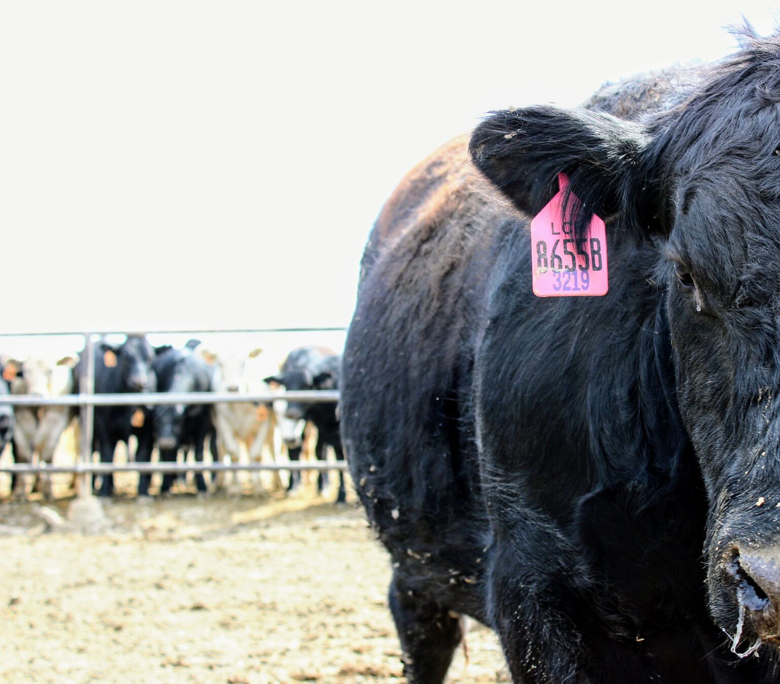 FL Steer Up Close